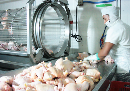 Proceso de producción Avícola EL Salvador